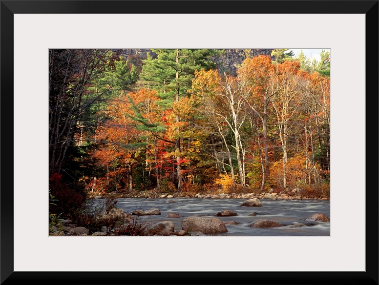Huge photograph displays the Swift River within White Mountains National Forest in New Hampshire surrounded by a dense for...