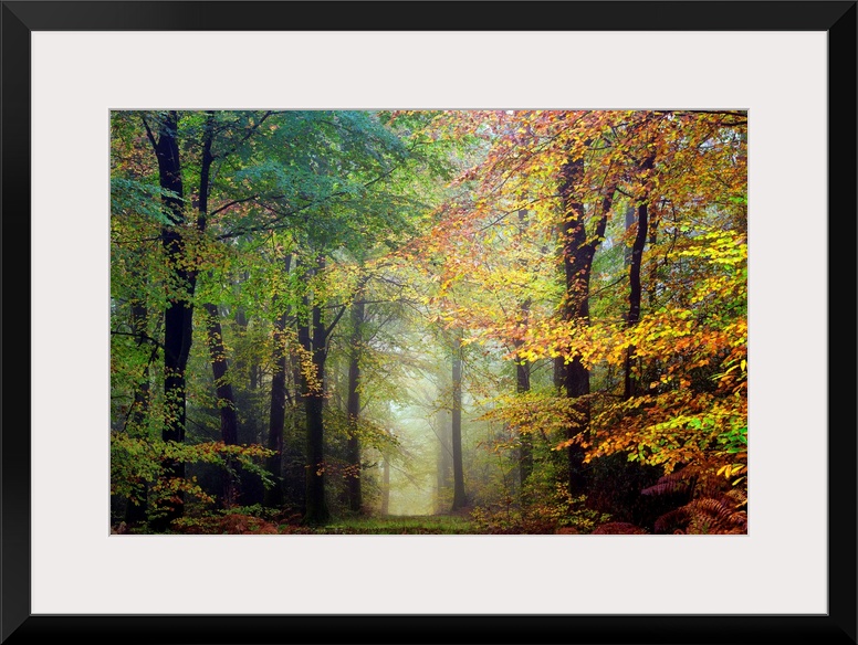 Fine art photo of a path through the misty woods in the fall.