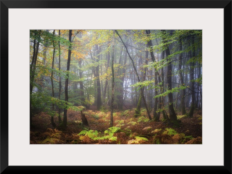 Colorful leaves on a rainy, misty day in a temperate forest.