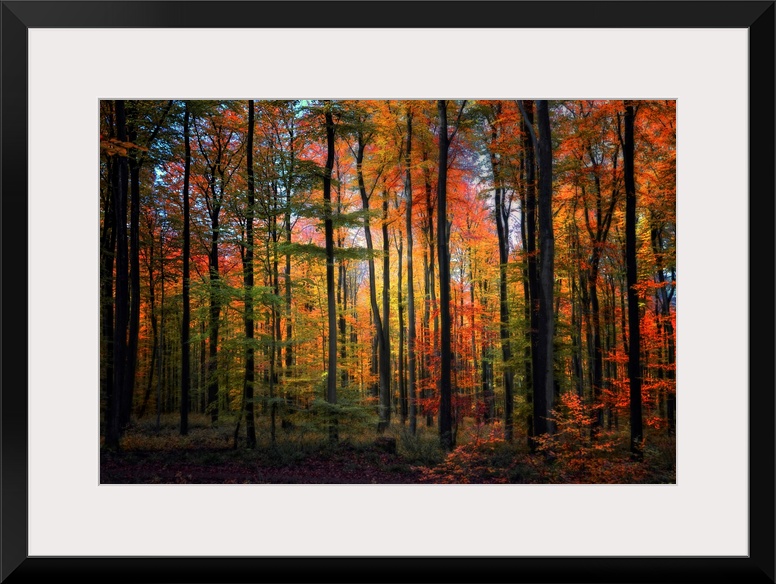 Wall art of a landscape photograph of slender, straight trees in a forest with a rainbow of autumn colored leaves.
