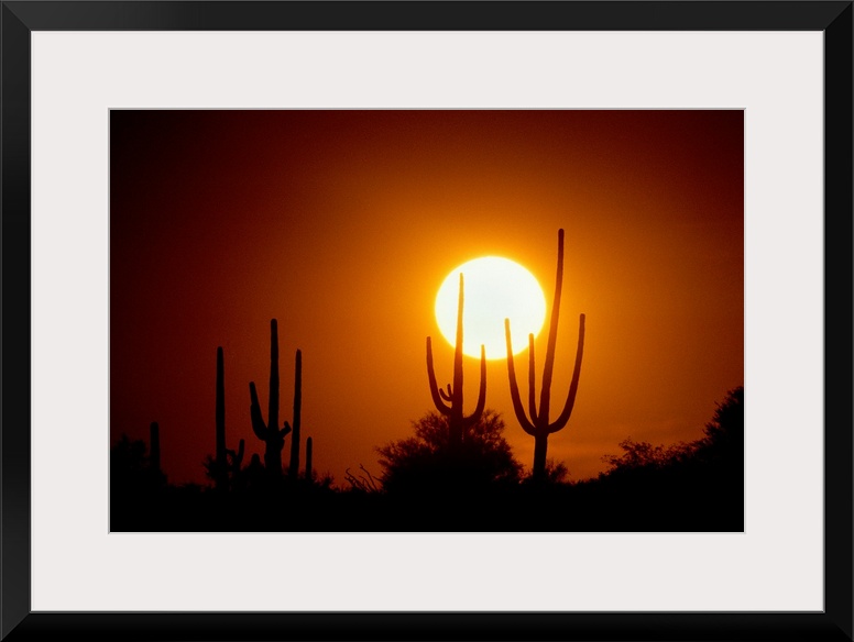 Photograph of cacti and bush silhouettes with bright setting sun in the background.