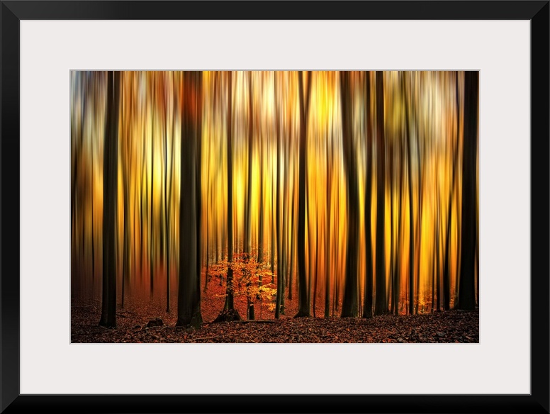 A photographic abstract of a forest in fall with dark vertical tree trunks and blurred leaves that look like flames.