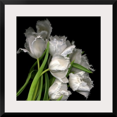 Frayed tulips