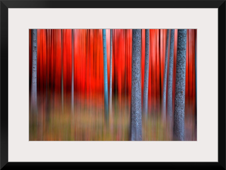 Huge contemporary canvas art that is composed of a forest filled with thin trees.