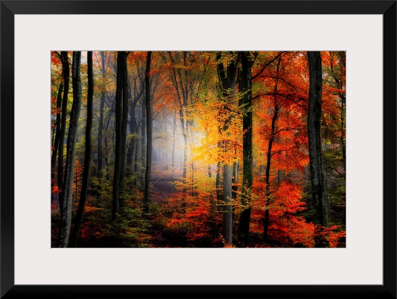 Large photograph of a densely filled forest in Autumn full of trees displaying their brightly colored leaves.  In the back...