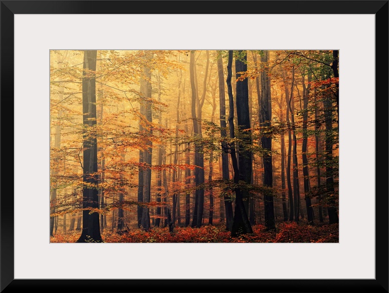 Oversized landscape photograph of a dense forest of trees with autumn colored foliage, beneath a golden sunrise.