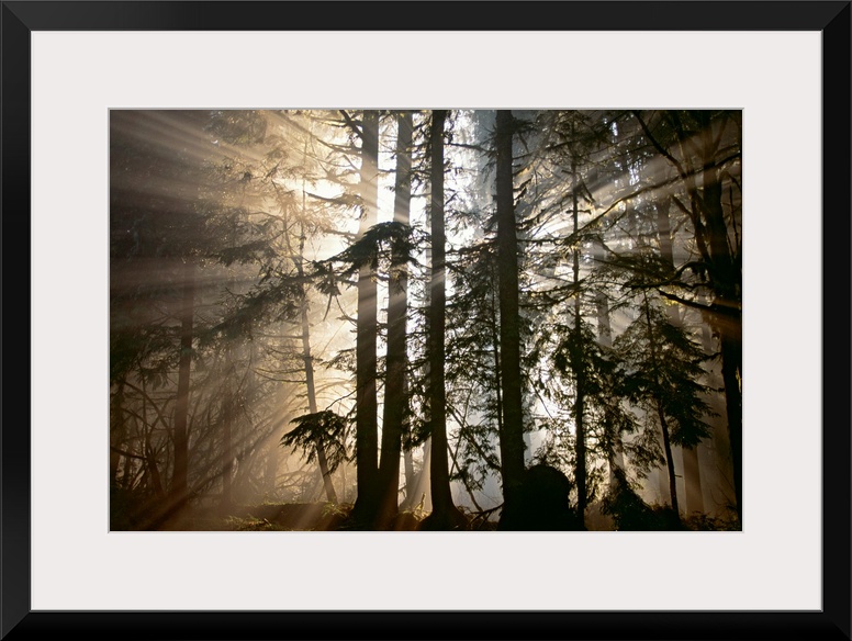 Rays of light radiate out from behind a cluster of trees in the forest at dawn in this photographic wall art of Olympic Na...