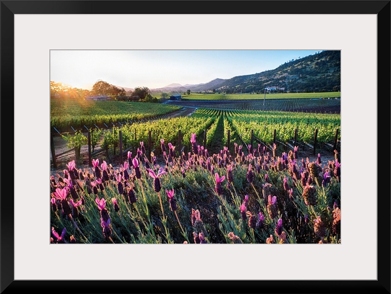 Row of grapevines and pink flowers, Napa Valley, California.