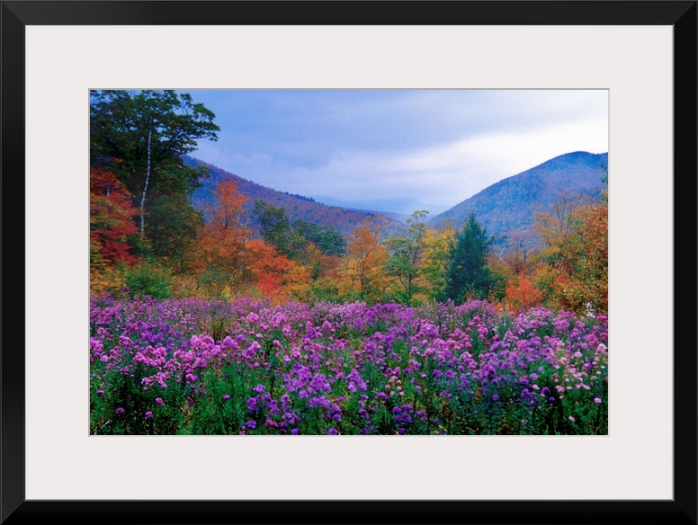 Large landscape photograph of purple flowers and autumn foliage in a meadow at twilight, in Crawford Notch, New Hampshire.