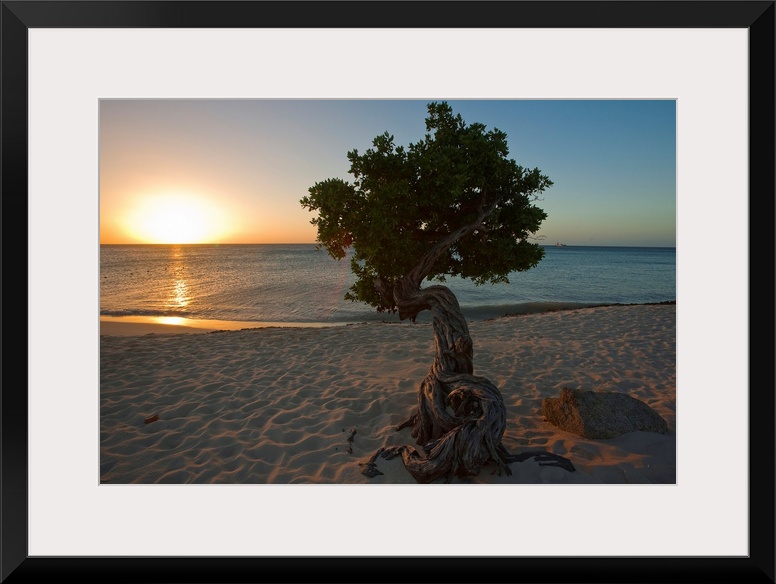 A lone,  fofoti tree growing on a sandy beach as the sun sets of the ocean in Aruba.