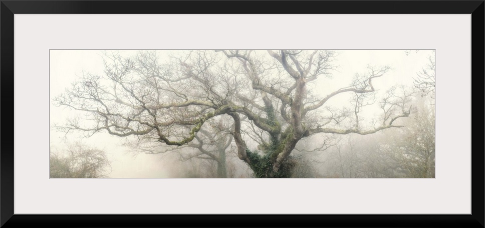 Panoramic photograph of the top of a tree with large, thick branches coming out in every direction with fog surrounding it.