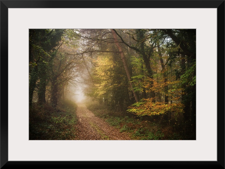 Foggy path in a dense forest in fall colors.