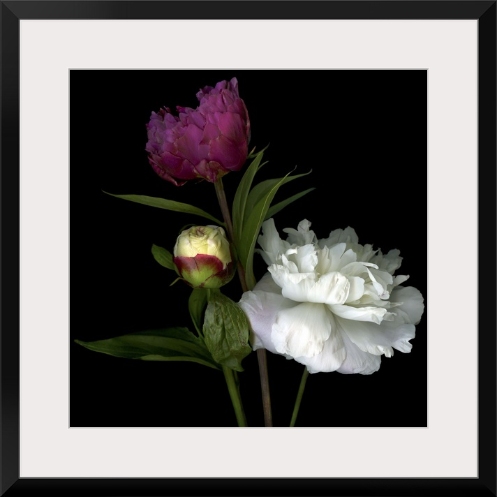 Peony Mix