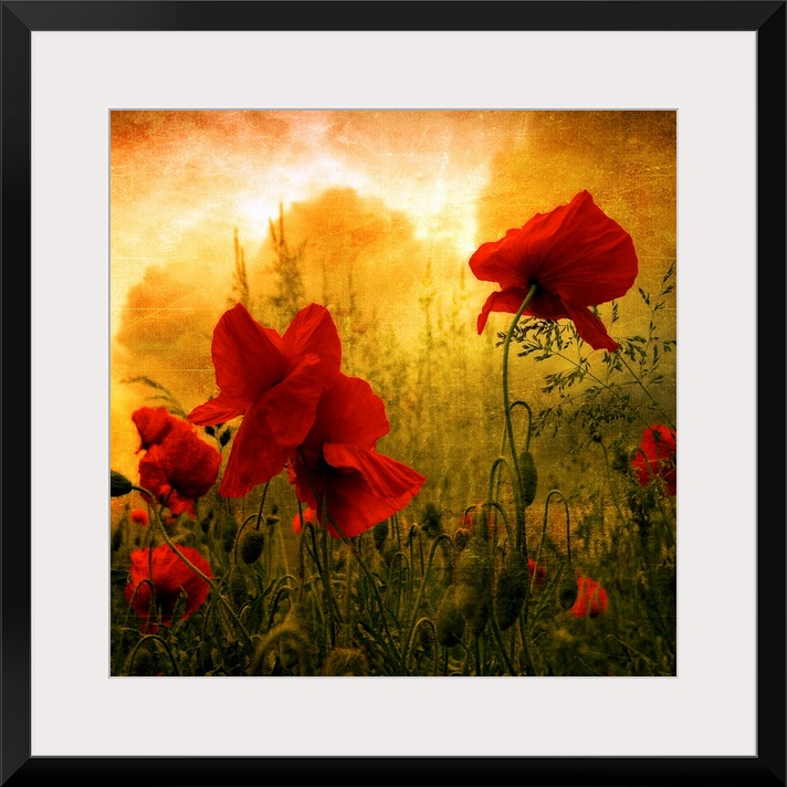 Giant square photograph composed of a close-up shot of colorful flowers near a forest.