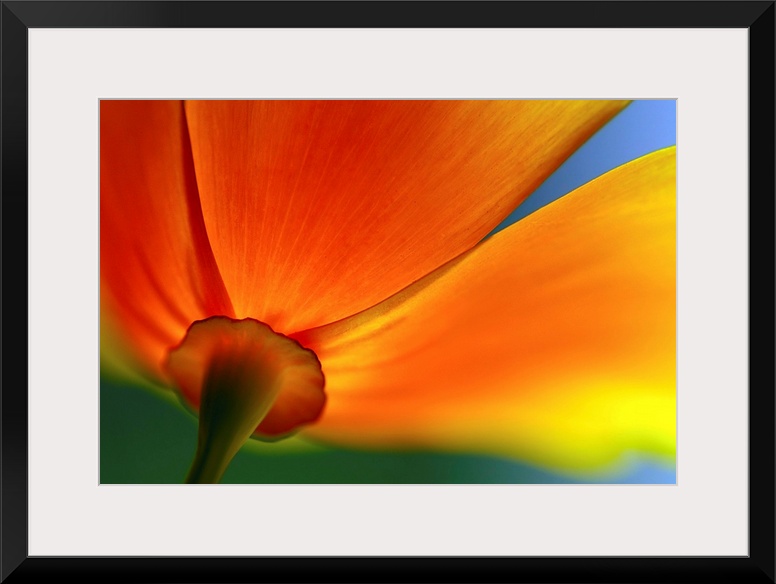 A close up photograph of a flower blossom taken from below and behind near the stem in this floral wall art for the home o...