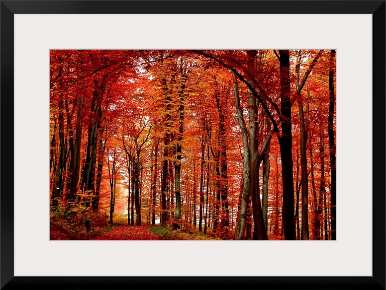 Big canvas art of leaf covered path through a fiery colored forest at autumn.