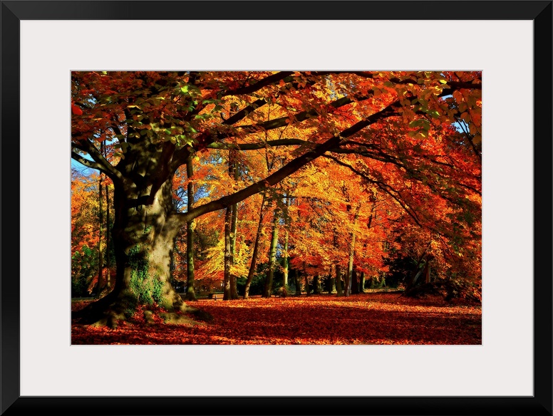 Big photograph that showcases a forest filled with trees going through the color changes of Fall.