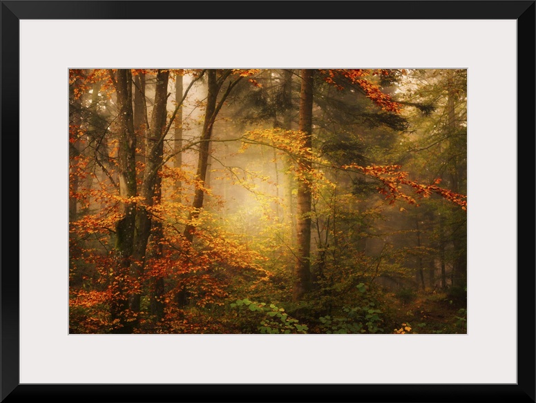 Mist in a forest appearing to glow with golden light, surrounded by orange leaves.