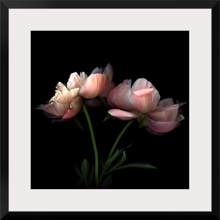 Square photo on canvas of two flowers against a dark background.