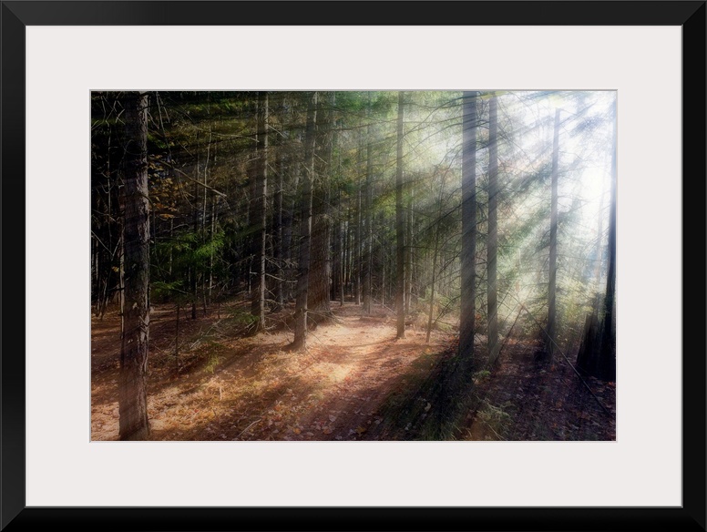 Morning sunlight peering through the trees in a forest, Acadia National Park, Maine.