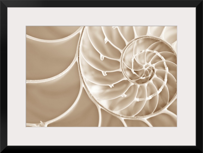Up close photograph of spirals in a nautilus seashell.