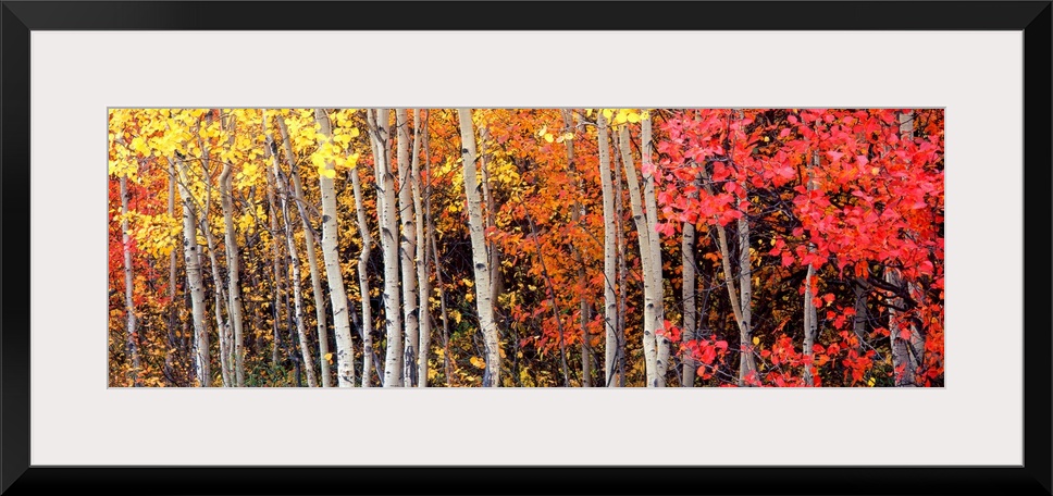 Large art work for a living room, dining room or office a panoramic of a Rocky Mountain forest of tree trunks filled with ...