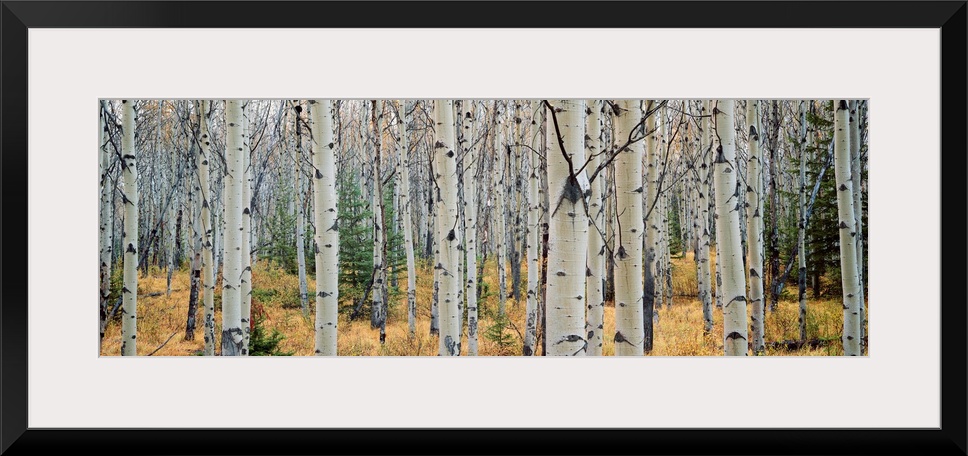 This wall art is a panoramic photograph of a forest of white barked trees growing in the Canadian Rockieso wilderness.