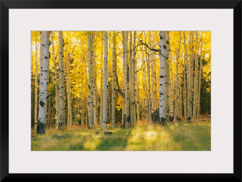 Aspen trees in a forest, Coconino National Forest, Arizona, USA