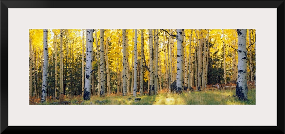Panoramic photograph of the sun peeking through Aspen trees and onto the grass that is within a section of Coconino Nation...