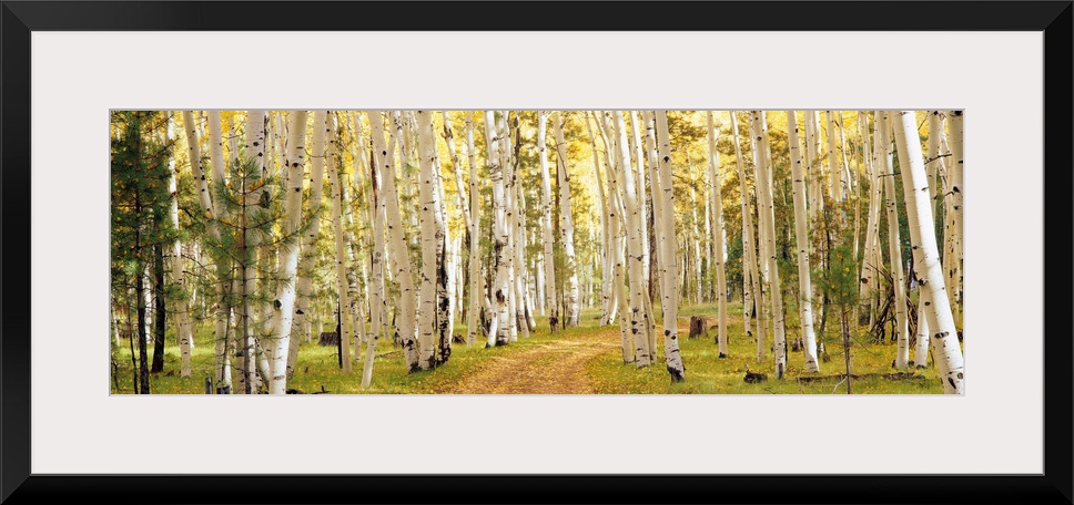 This panoramic photograph shows a path through a forest lined with trees.