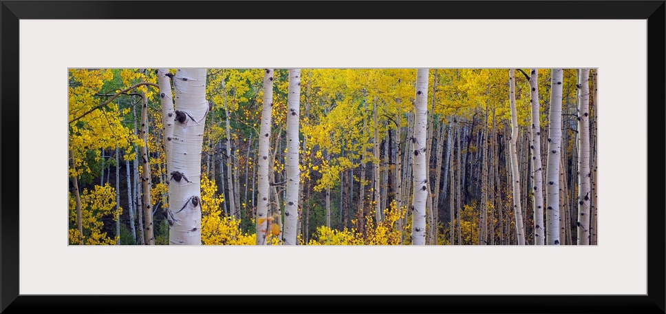 Panoramic photograph of a dense forest filled with Aspen trees located within Telluride, Colorado.