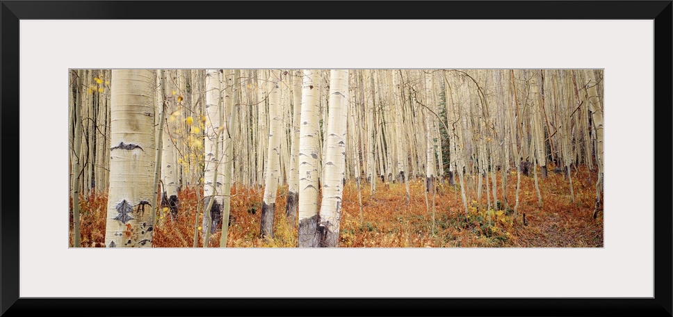 Landscape, large wall picture of a dense forest of white aspen trees in Aspen, Colorado.