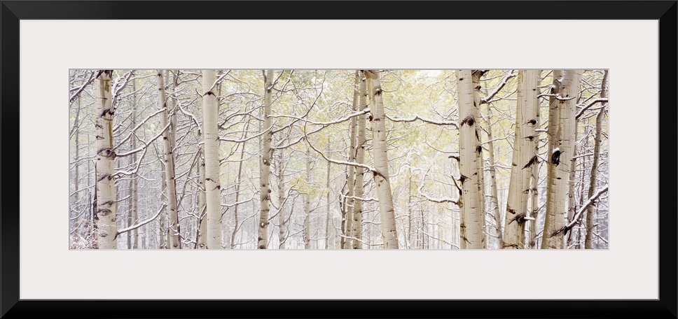 A wide landscape photograph of snow in a forest of aspen trees. The neutral color palette of the photo is contrasted by th...