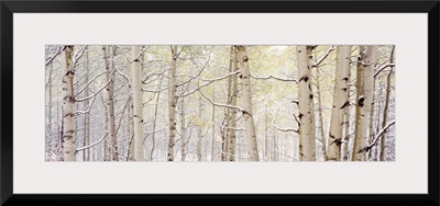 Autumn Aspens With Snow, CO