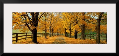 Autumn Trees near Waynesboro Virginia
