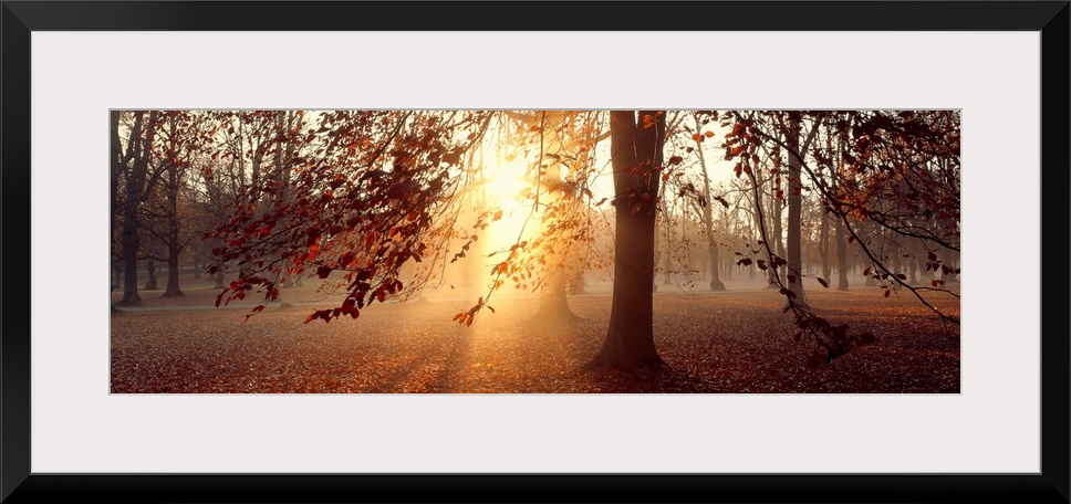 Panoramic photograph of beech trees being penetrated by the bright sun in the background of a forest in Uppland, Sweden.  ...