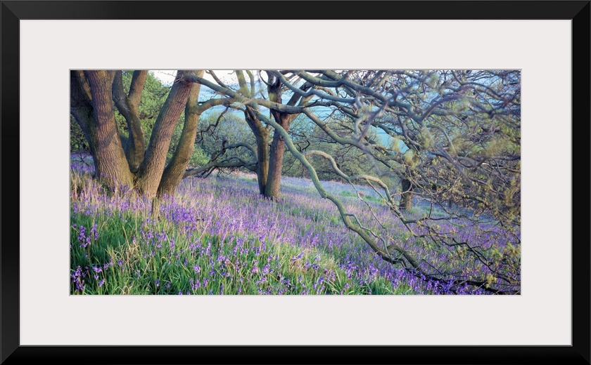 Panoramic photo of bluebell flowers sprinkled through the countryside in the midst of forked trees.