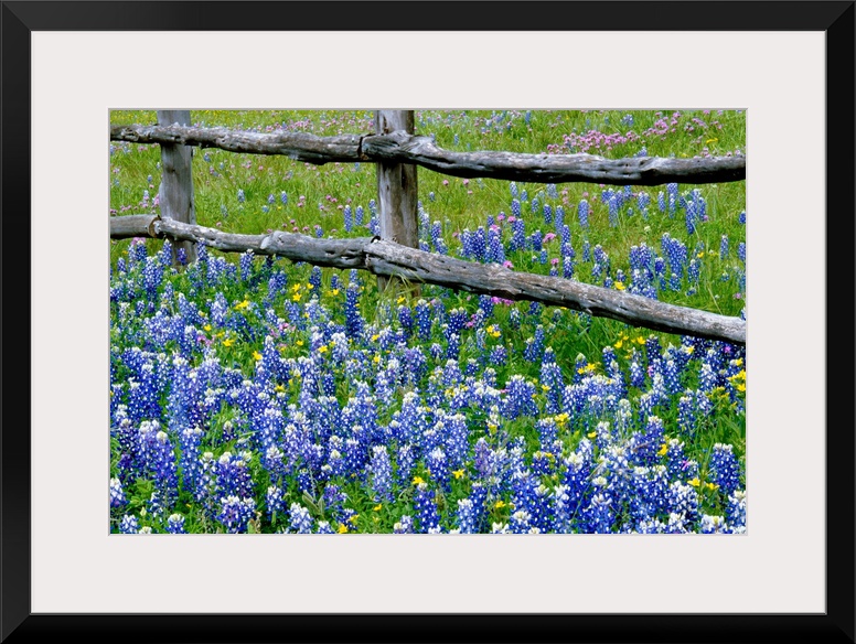 This wall art for the home or office is a landscape photograph of the bottom of the fence in a field of wild flowers.