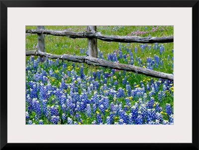 Bluebonnet flowers blooming around weathered wood fence, Texas
