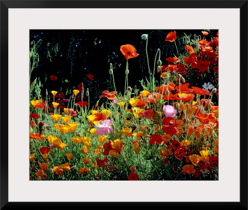 Close up photograph of poppies growing on the west coast.