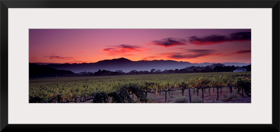 Panoramic photograph of a vineyard with mountains and a sunset in the background.