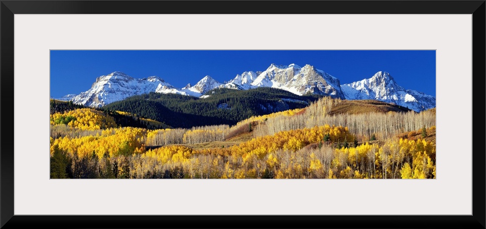 A panoramic photograph taken of the Rocky Mountains in Colorado.  The bright trees in the foreground contrast greatly with...