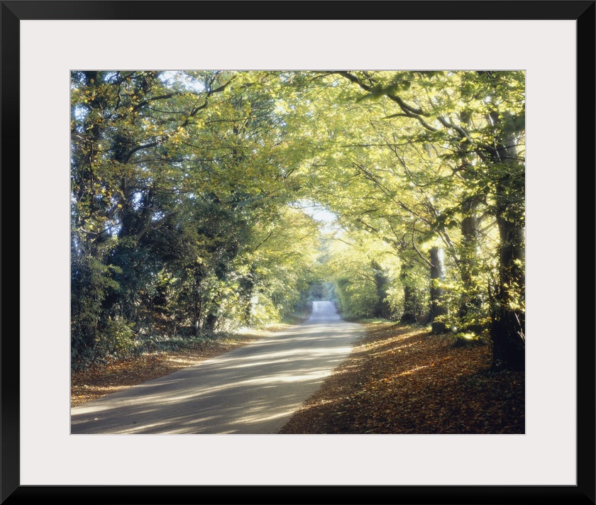 Photograph of paved walkway going into the distance.  The walkway is lined with huge trees covered in leaves with the sun ...