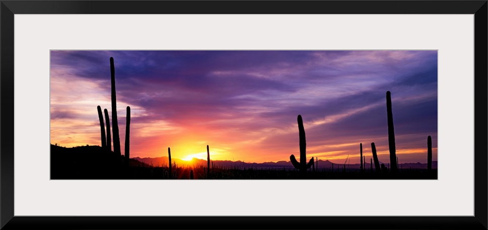 Panoramic photograph shows a bare wilderness filled with the silhouettes of scattered cactus plants.  The vibrant glow of ...