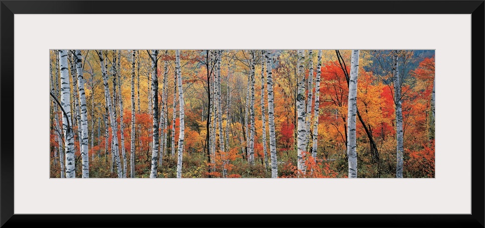 Panoramic photograph of trees in autumn.  Some tree have completely bare branches while others are fully covered in fall f...