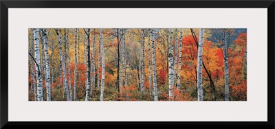 Fall Trees, Shinhodaka, Gifu, Japan