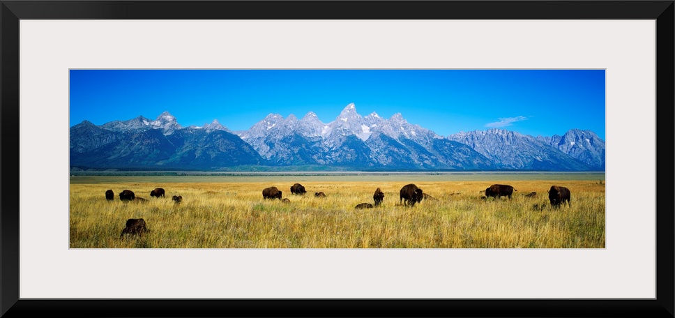 A photograph of bison grazing in the foreground on the plains with mountains in the distance on this panoramic picture.