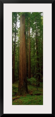 Giant Redwood Trees Ave of the Giants Redwood National Park Northern CA