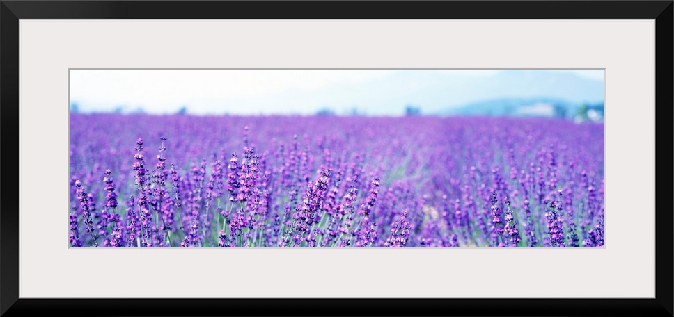 Large panoramic photo on canvas of a field of lavender flowers with a mountain in the background.