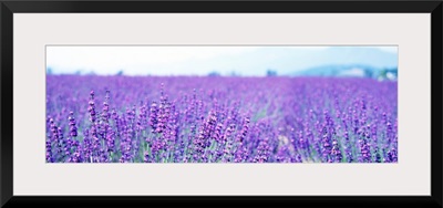 Lavender Field Japan